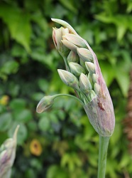 opengebarsten bloemknop